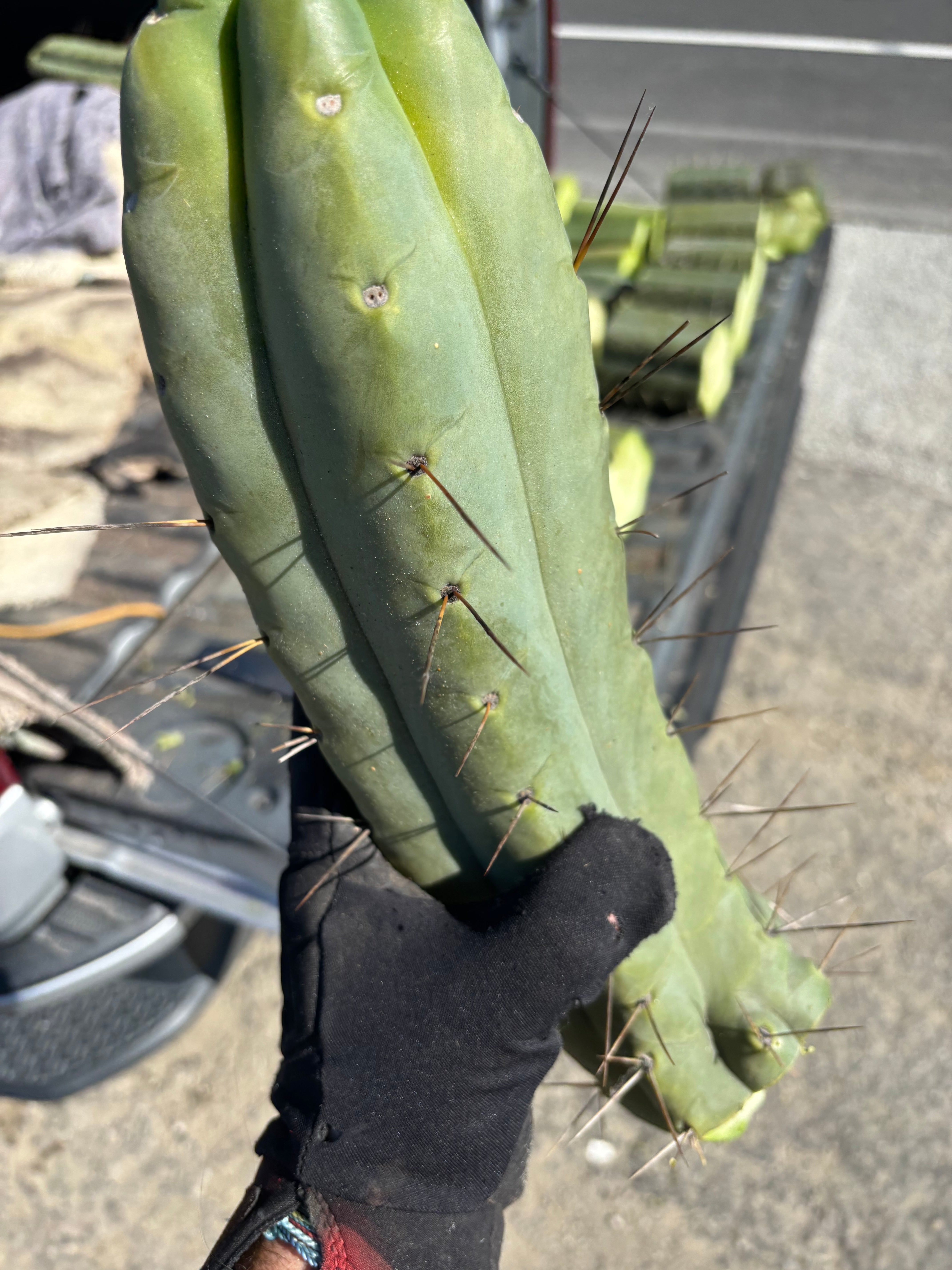 👑💎🌶️🌶️ Eileen — Maxed Girth 14” Tip
