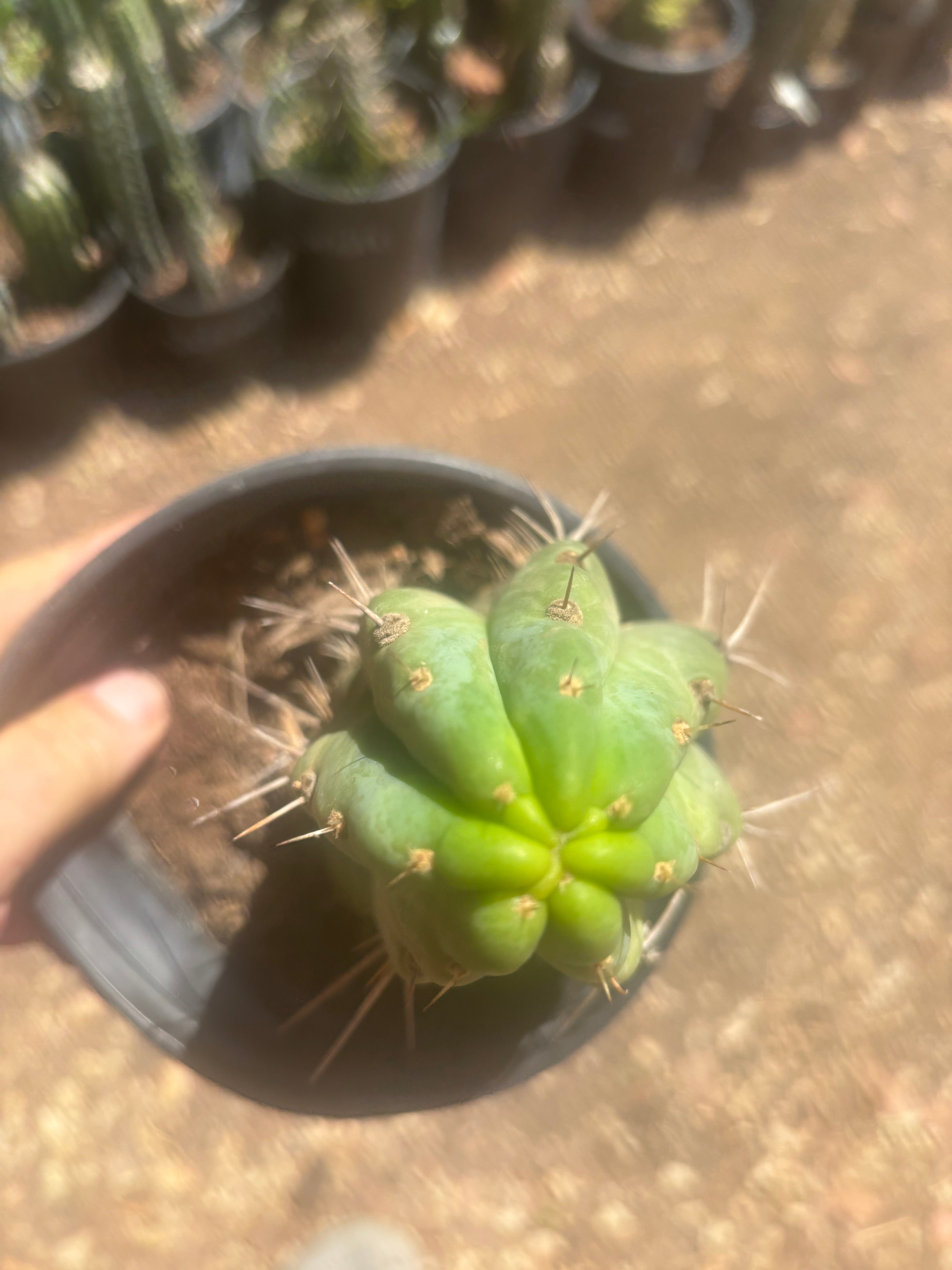 💎🌶️🌶️ NOM — Fully Rooted Grenade