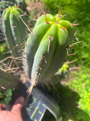 👑🌶️ DeLorean — 11” Pup