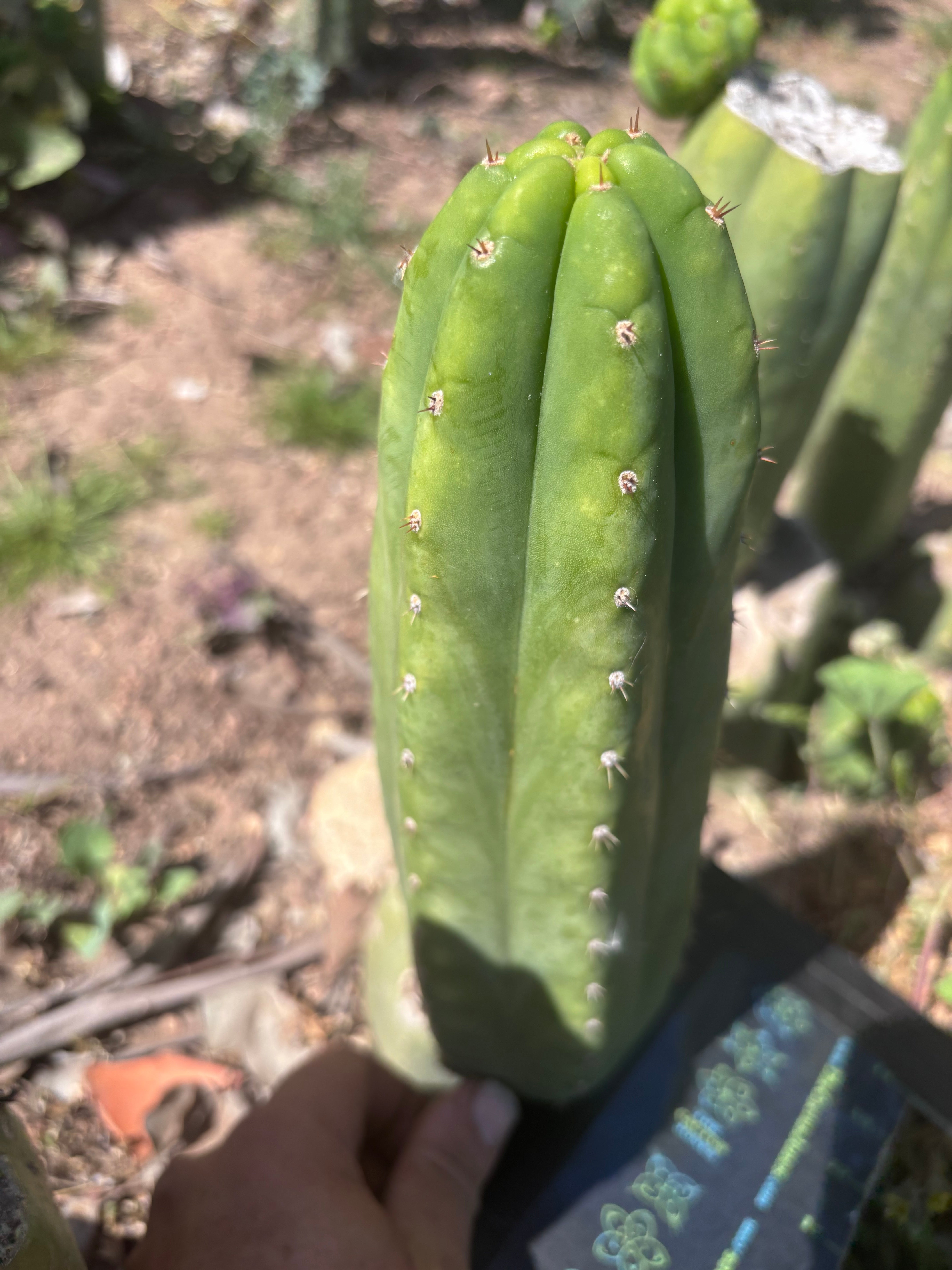 👑🌶️🌶️ Ogun — 11” Pup