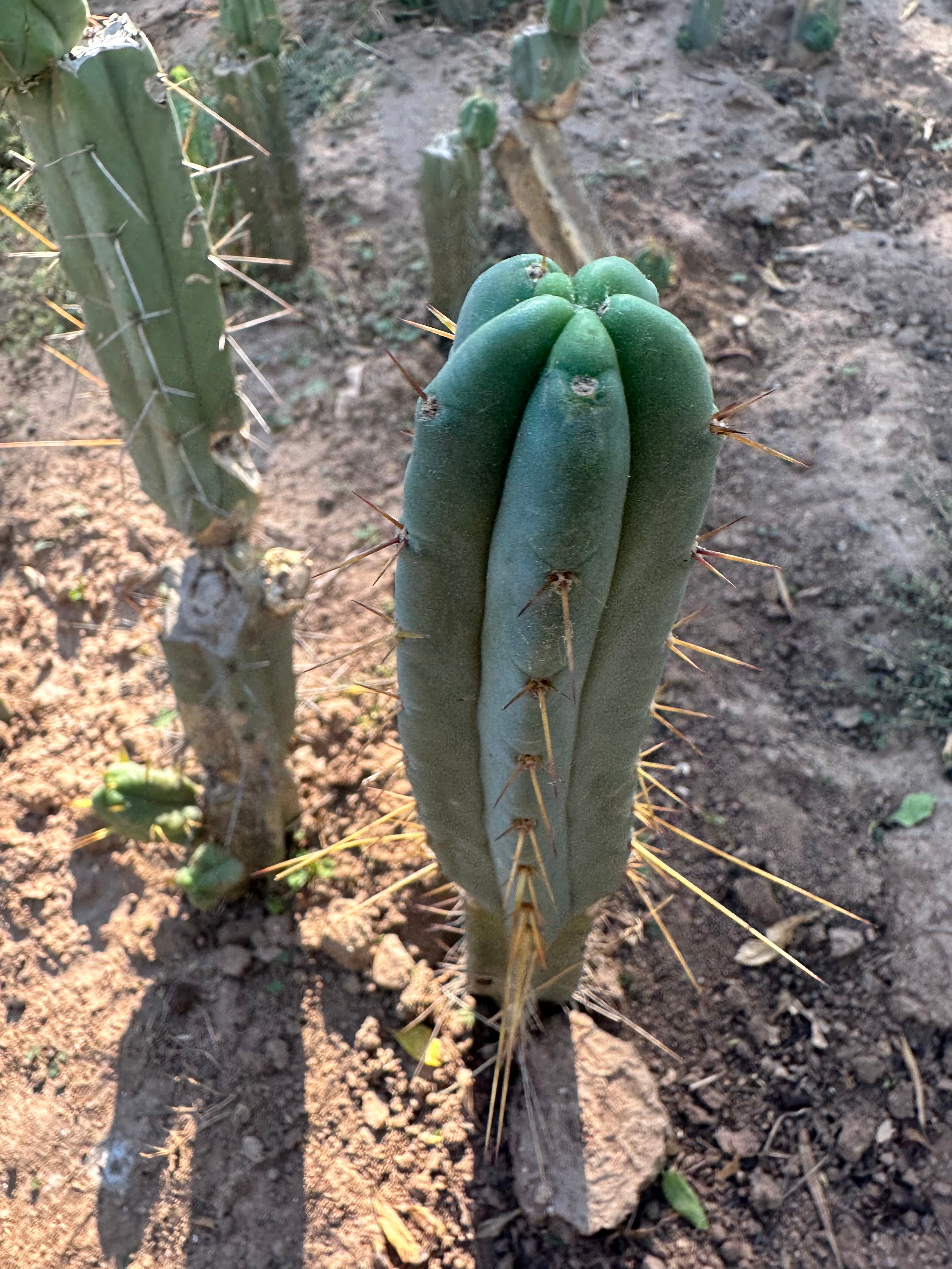 👑🌶️🌶️ Dulzura — 10” Tips (Restocked)