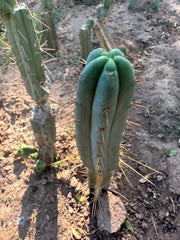 👑🌶️🌶️ Dulzura — 10” Tips (Restocked)