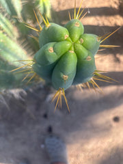 💎🌶️ 0102 — XXL Two Footer Tip (24”)