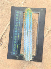 Pilosocereus Azureus   — 15” Tip