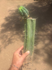 👑🌶️🌶️ Eileen — XL Rooted 15” Mid with Pup