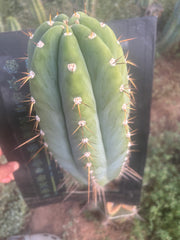 💎👑🌶️ CGG — MASSIVE 17” Melon