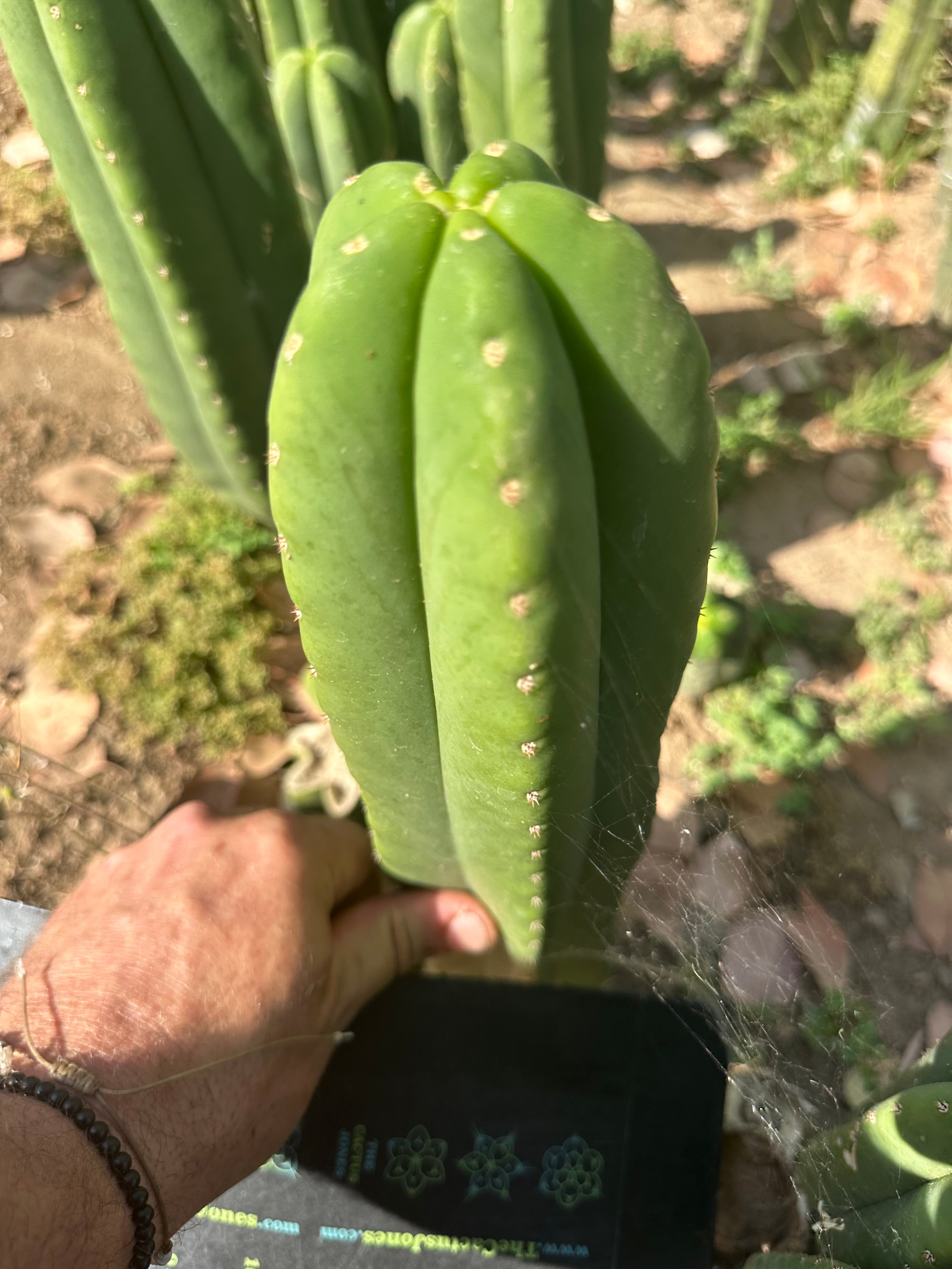 👑🌶️  Scop A  — Fat 10” Pup
