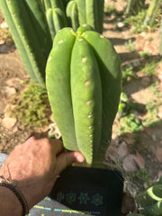 👑🌶️  Scop A  — Fat 10” Pup