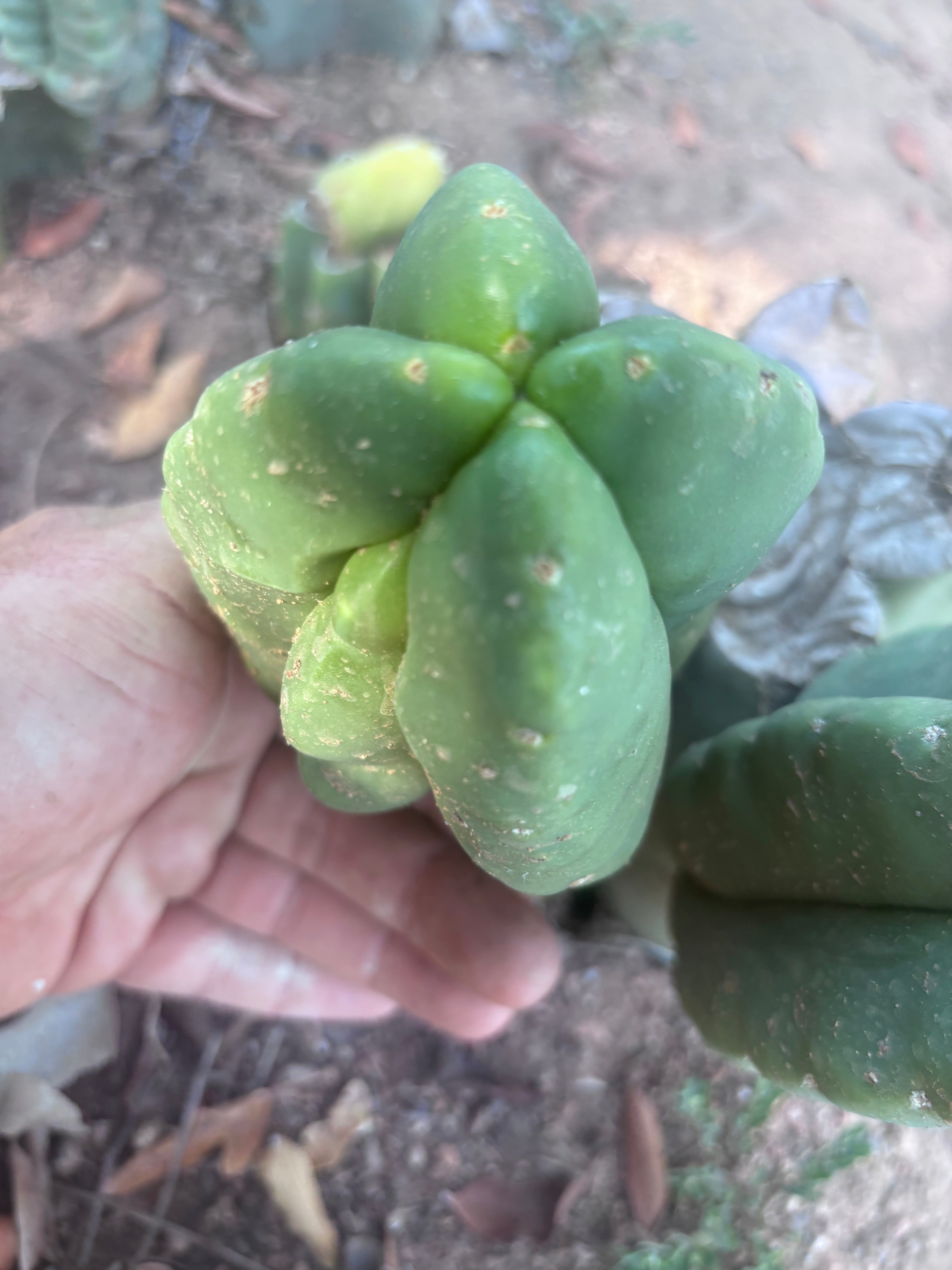 💎👑💎🌶️ Ferah — Fourwang Chub Muffin