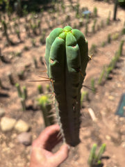 👑🌶️🌶️ Dulzura — 12” Tip