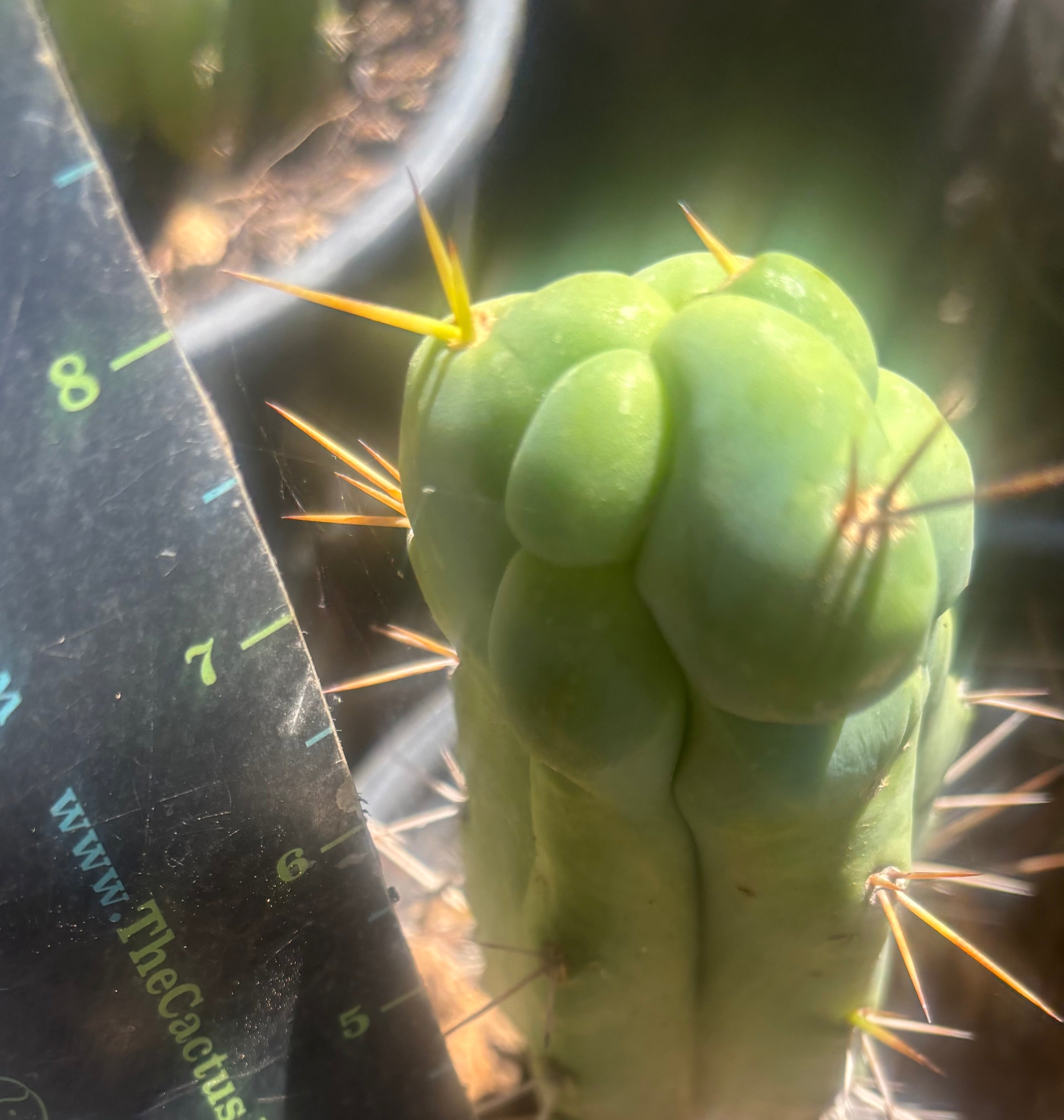 💎👑🌶️ Bruce — 8” Tip