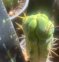 💎👑🌶️ Bruce — 8” Tip