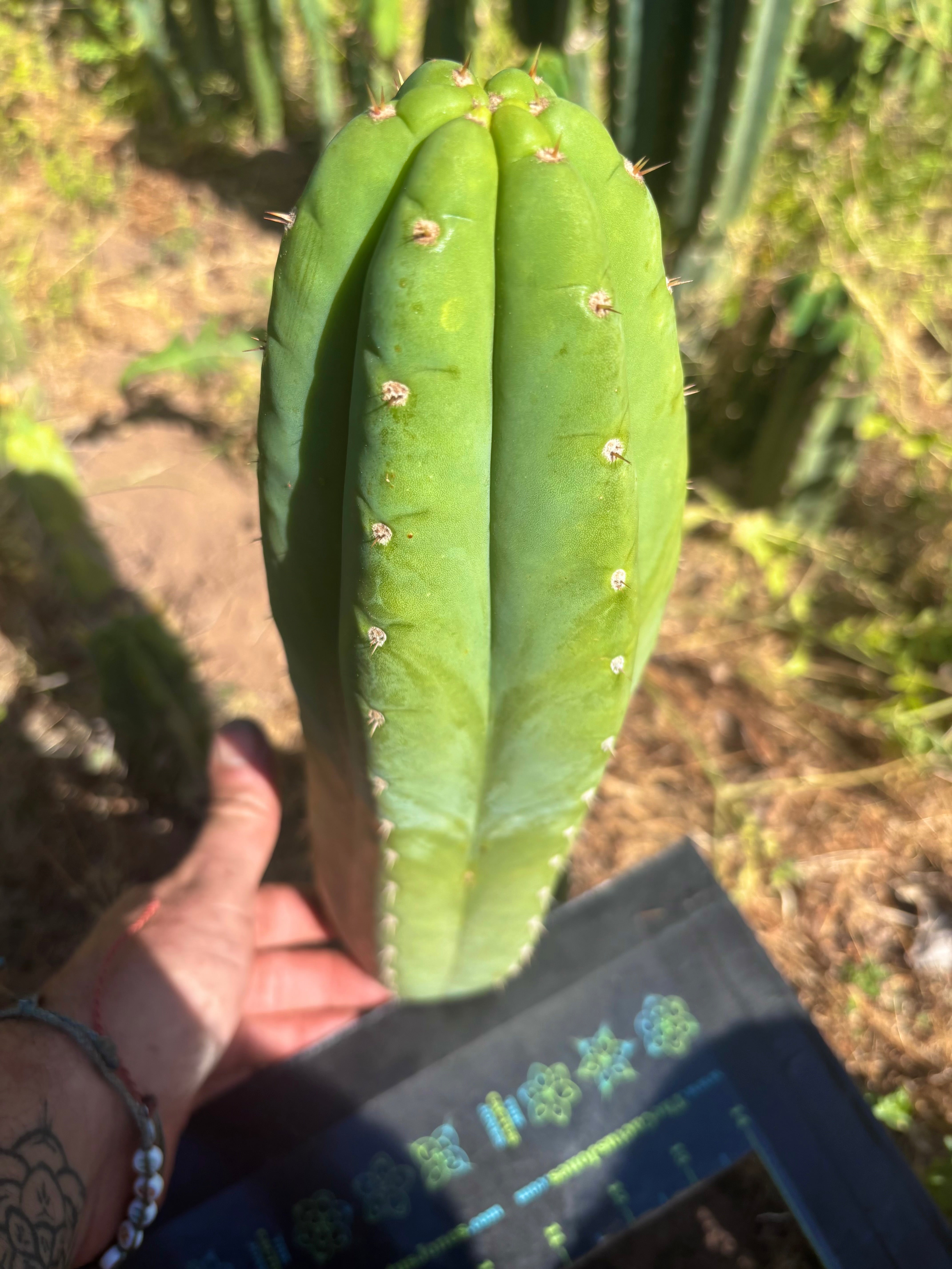 👑 Adele — XL 12” Pup