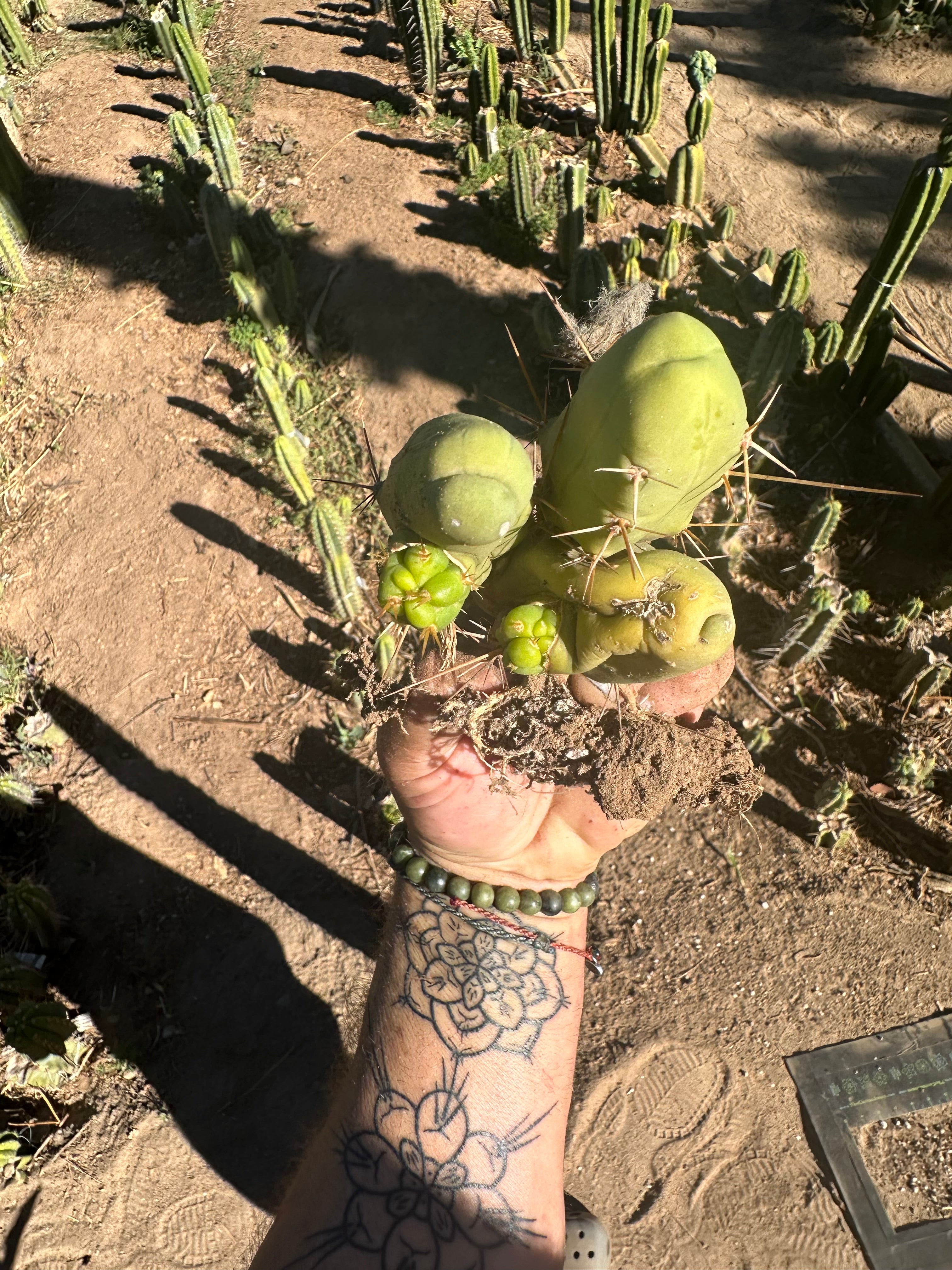 👑🌶️🌶️  TBM  — Rooted Cluster #3