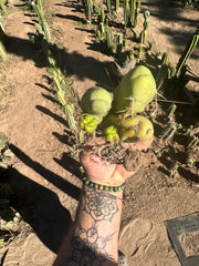 👑🌶️🌶️  TBM  — Rooted Cluster #3
