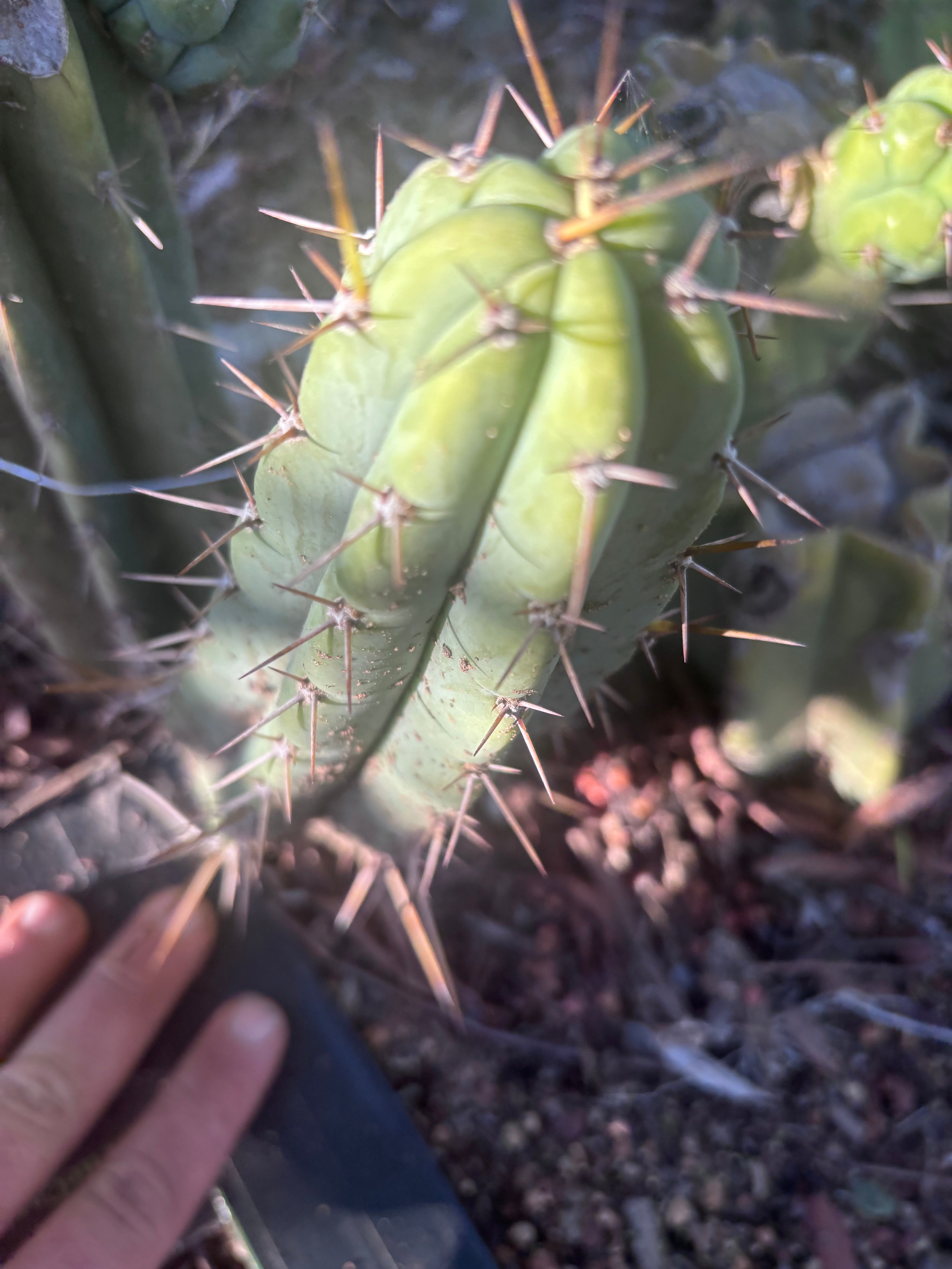 👑🌶️🌶️ Pala! — The Mid Week Pup