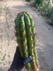 Tacaquirensis — Massive 16” Tip