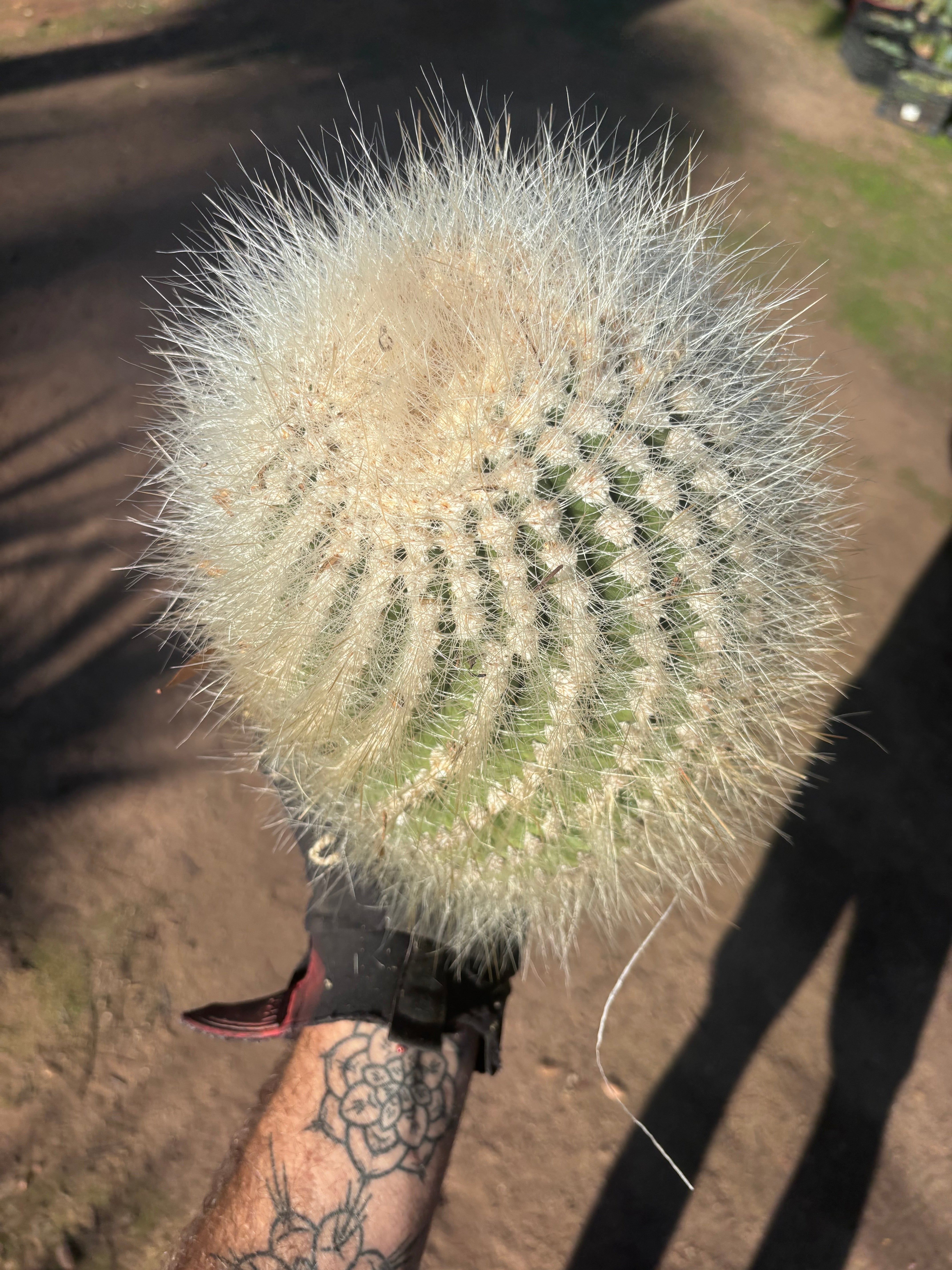 💎 T. Atacamensis — 12” x 9” Fur Melon