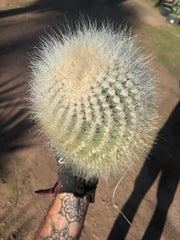 💎 T. Atacamensis — 12” x 9” Fur Melon