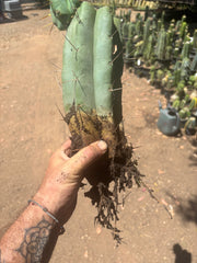 💎👑🌶️🌶️ Eileen — FAT XL Rooted Mid with Fourwang Pup