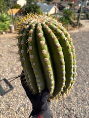 💎🐳 MASSIVE Terscheckii Watermelon