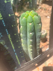 👑🌶️  Ichoca — 8” Tip