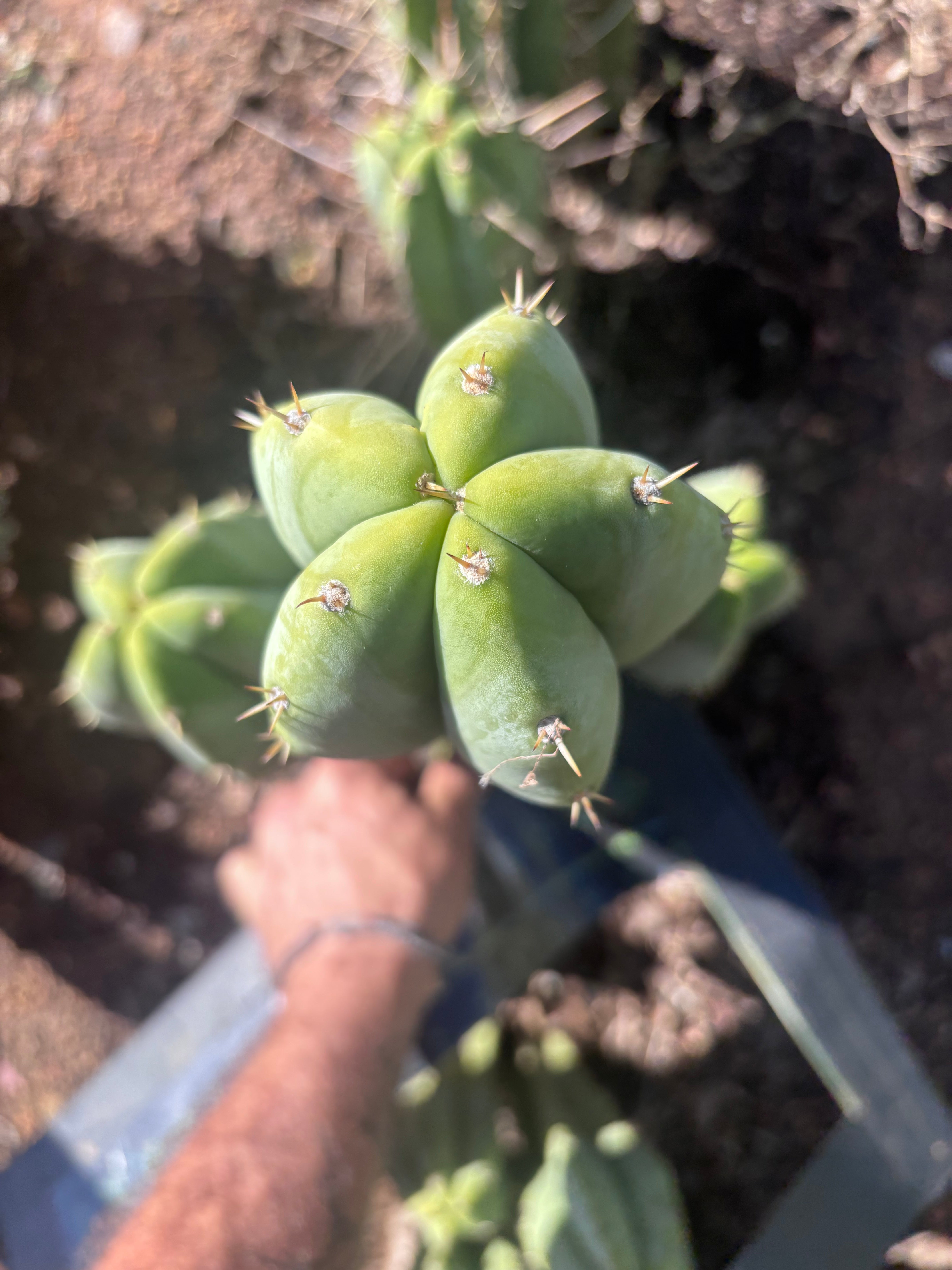 🌶️ Jada x Scop — XL 15” Pup