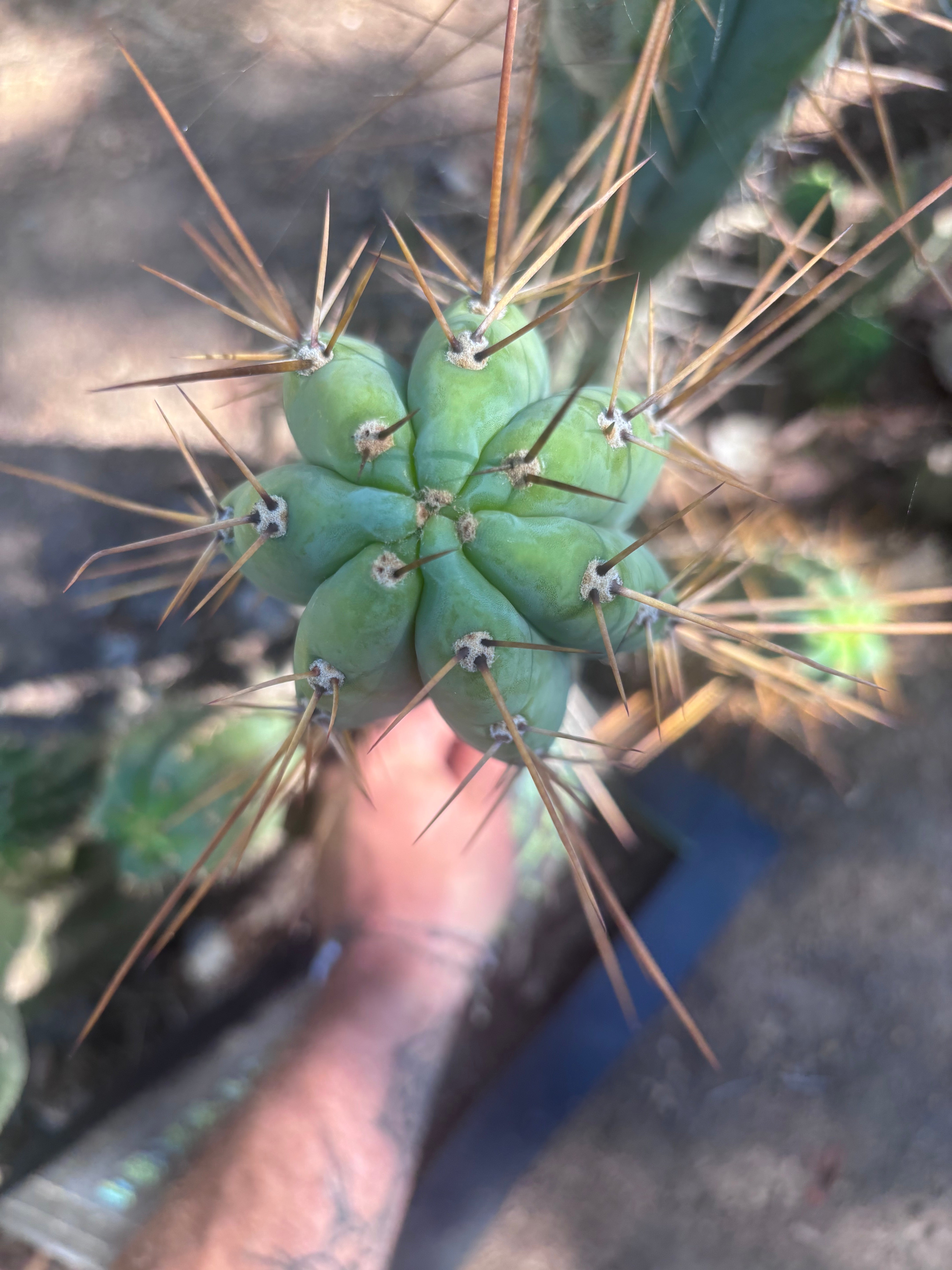 👑🌶️ Nash — XL 14” Tip