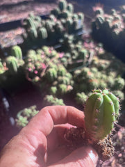 FREE ADD-ON —  Pala x Ferah Seedlings