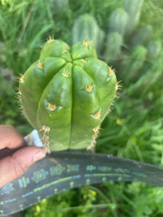 💎👑💎🌶️ CareBear — 5” Tip