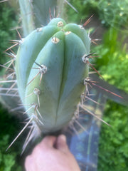 💎👑 Rosei 2 — Chonky 10” Tip