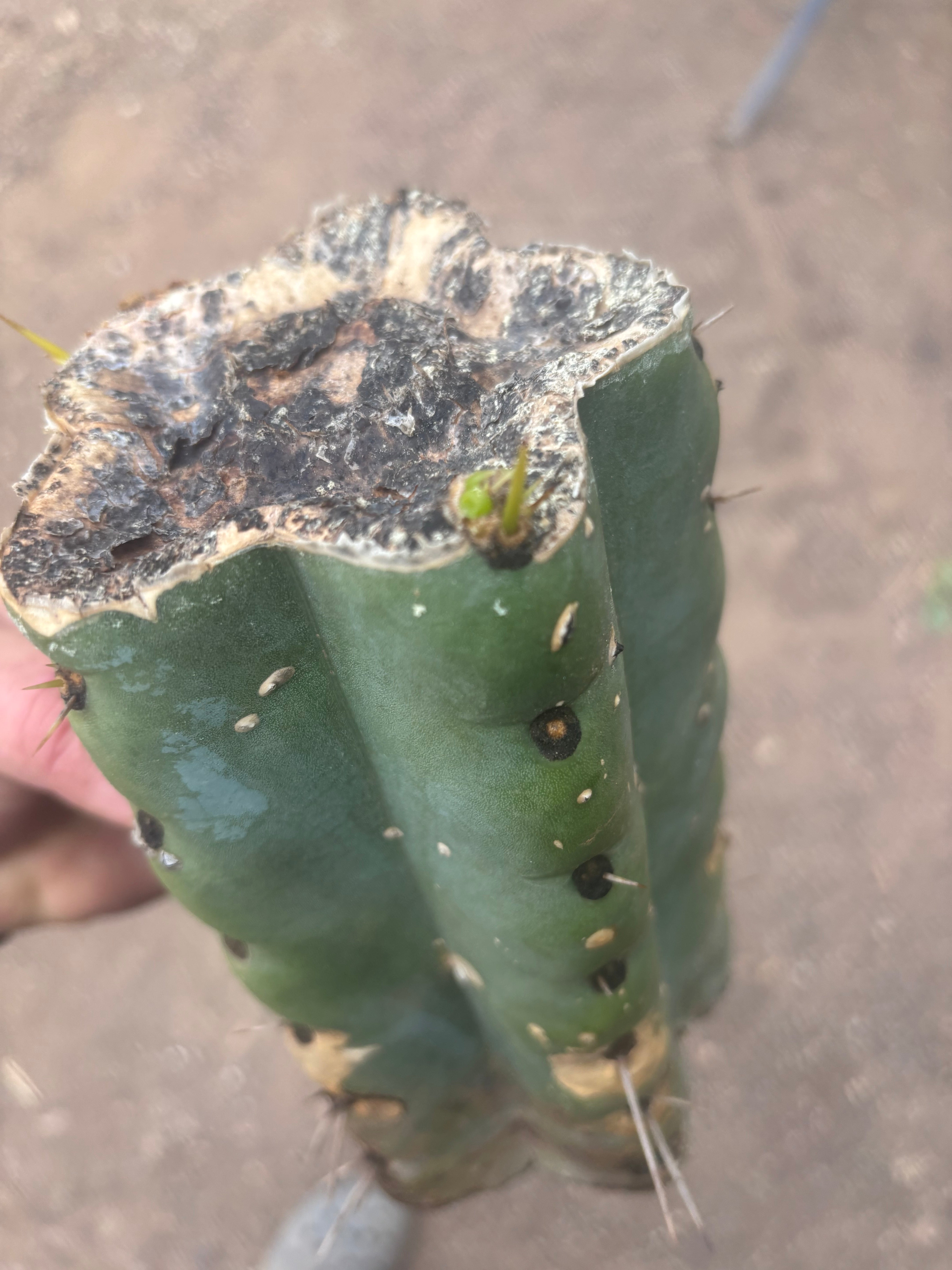 💎🌶️🌶️ NOM —  Beefy 9” Mid