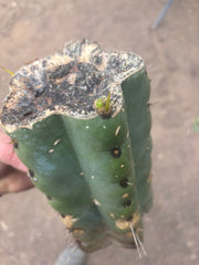 💎🌶️🌶️ NOM —  Beefy 9” Mid