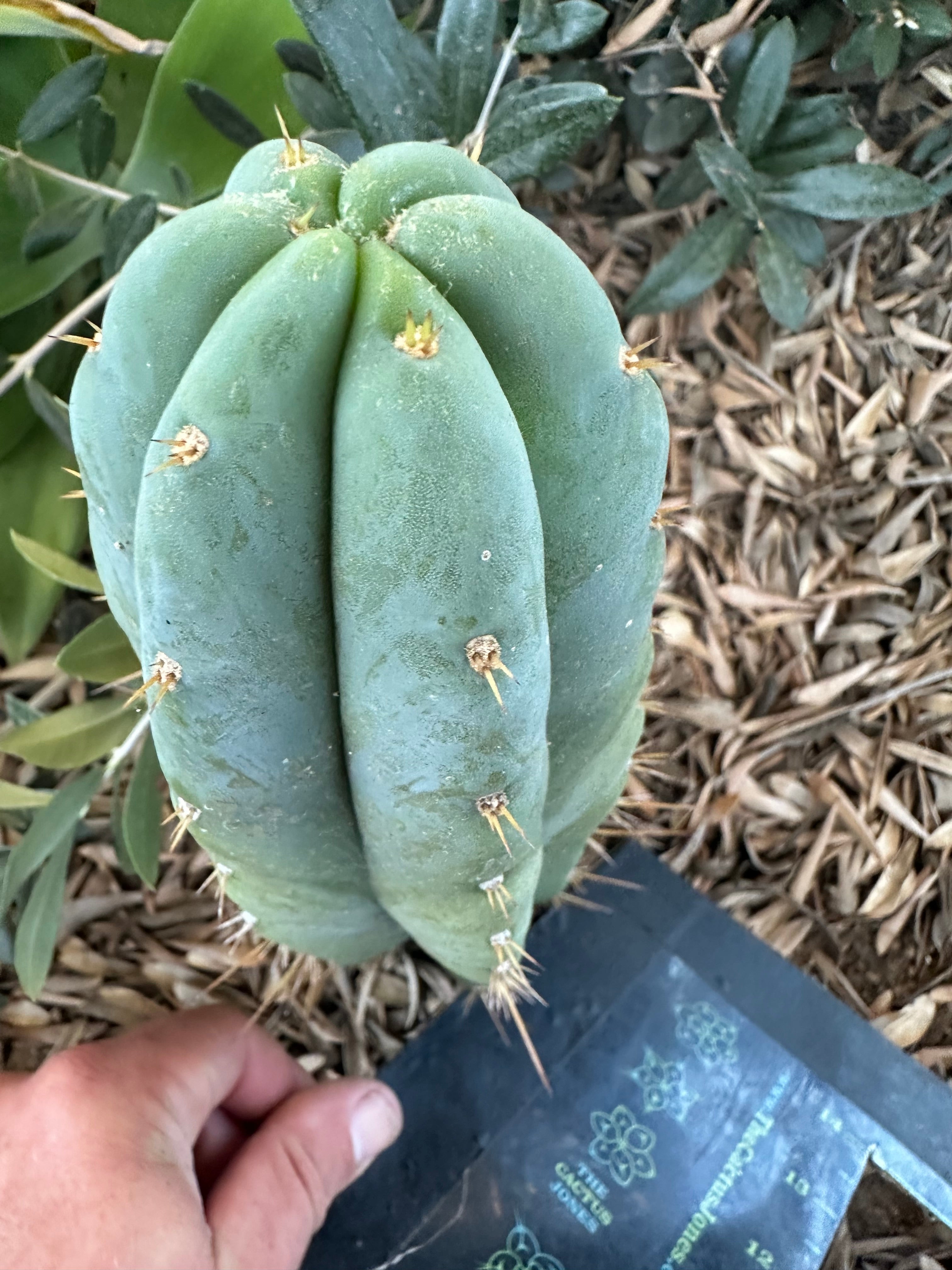 👑 Huanu from Lotusland —  9” Tip