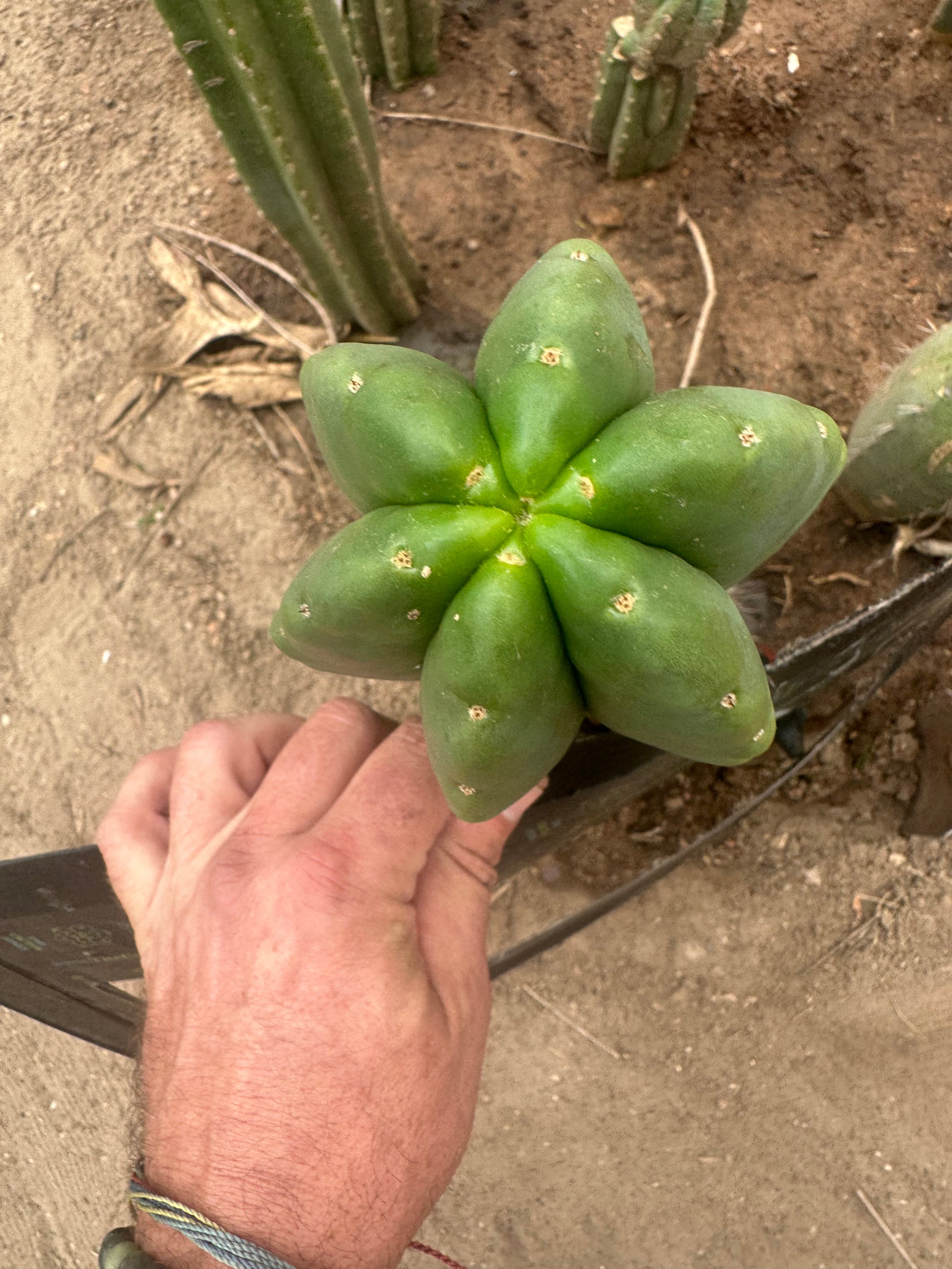 💎👑💎  Ferah! — Another Thick Tip