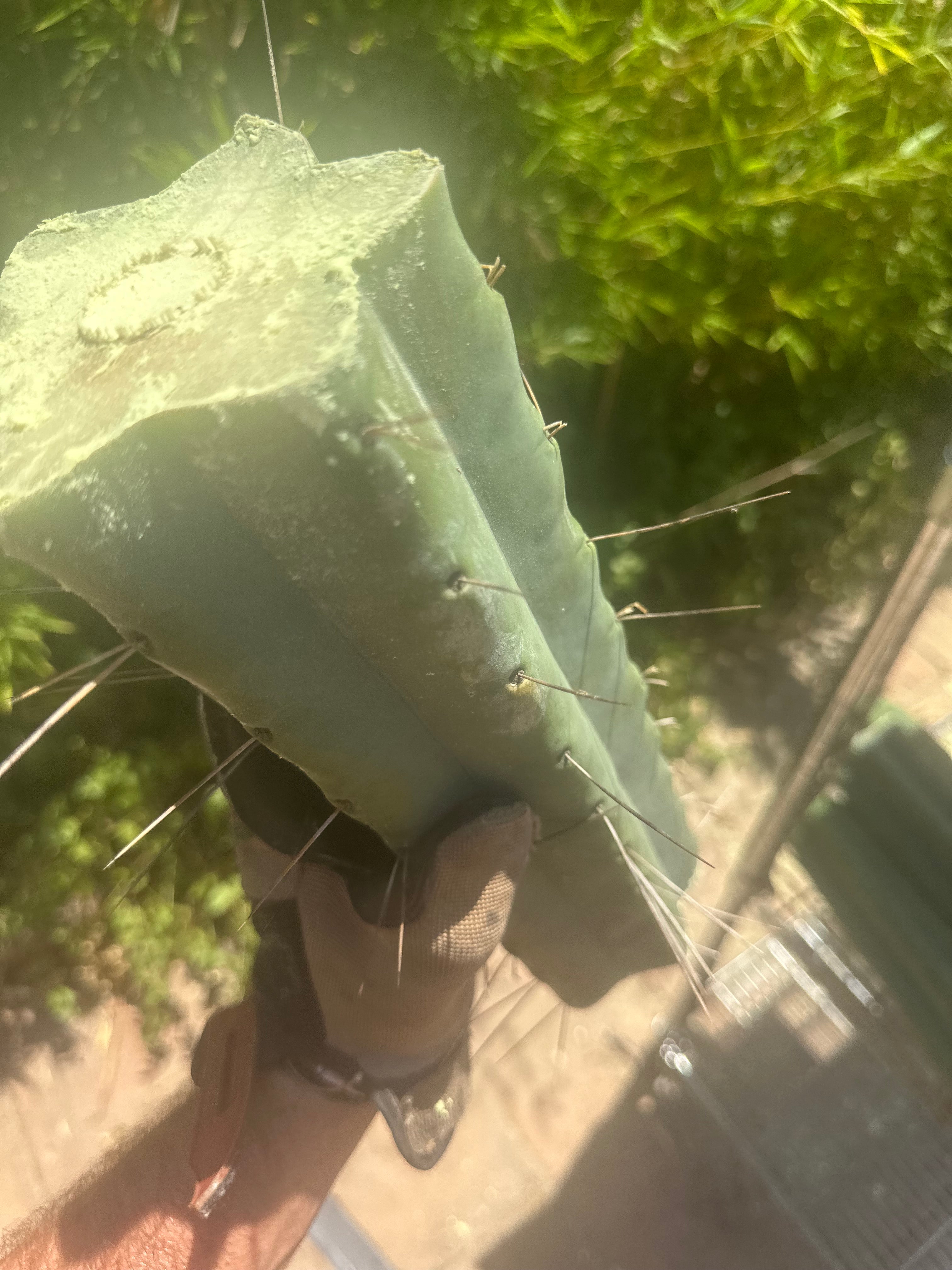 👑🌶️🌶️ Eileen — Max Thickness 14” Mid Cuts