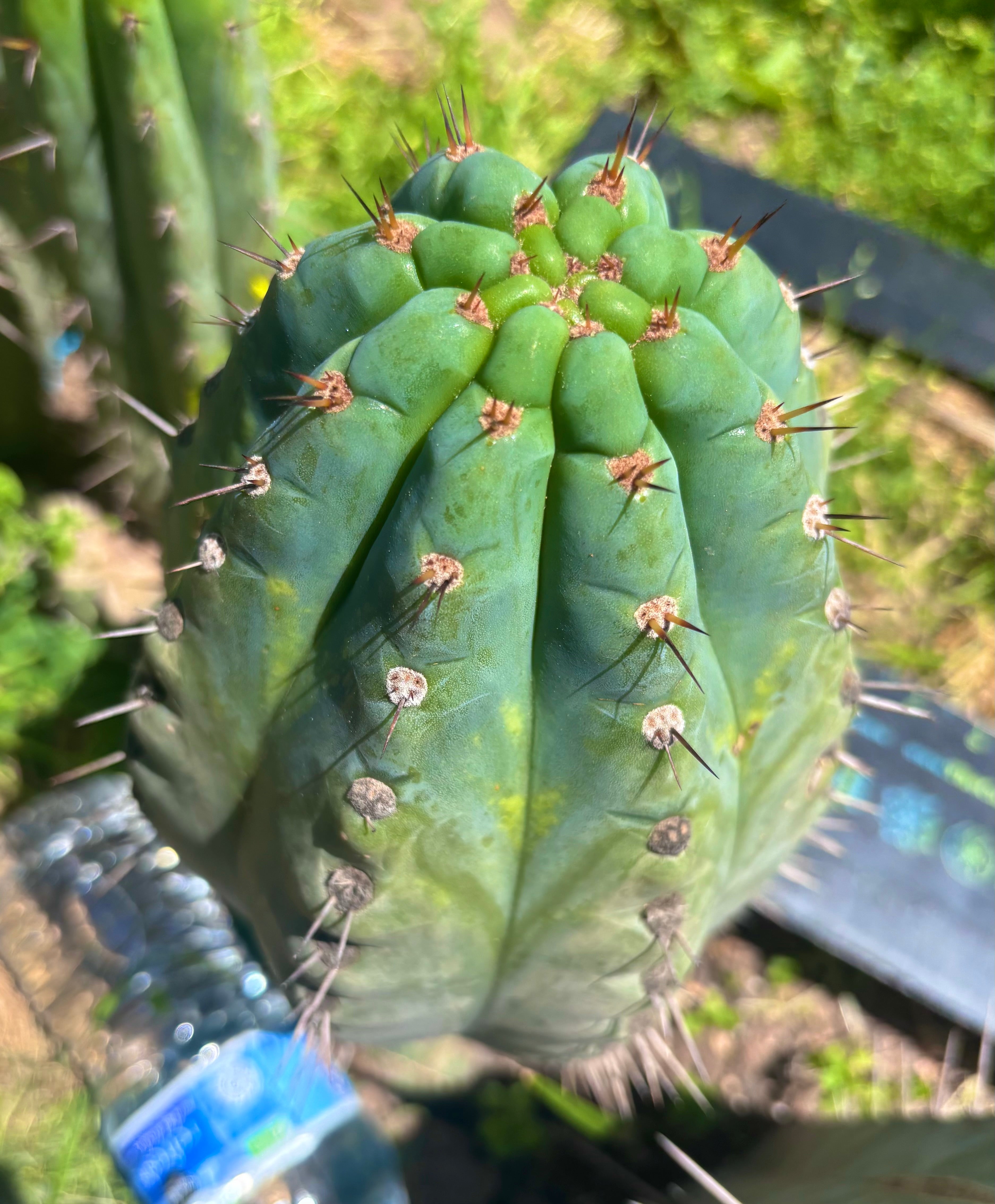 💎👑💎 Papa Smurf — Massive 11” Notch Melon
