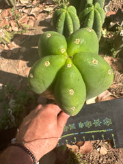 👑🌶️  Scop A  — Fat 10” Pup