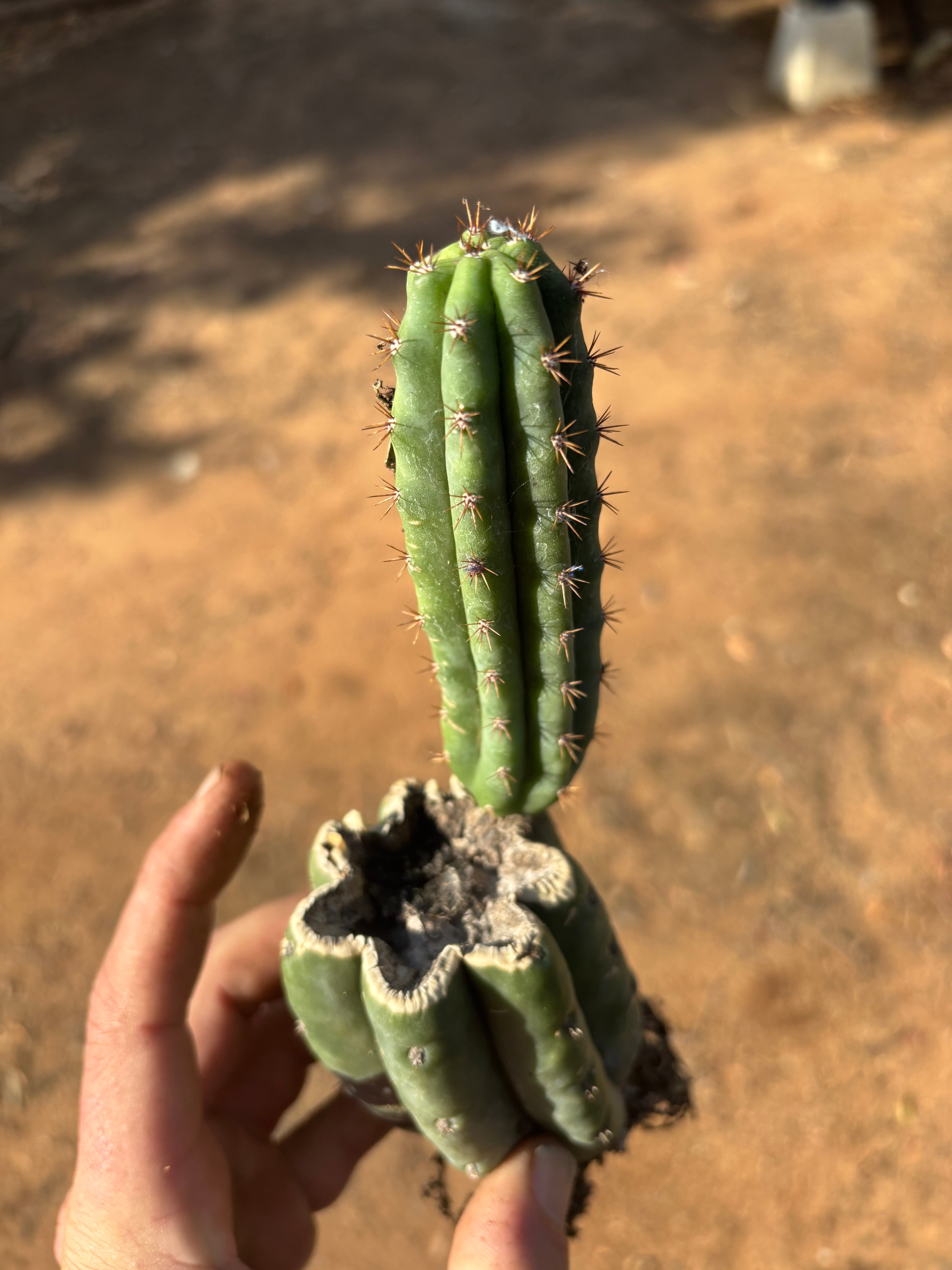👑🌶️ Ventucky Blue — Fully Rooted Mid w/ Pup