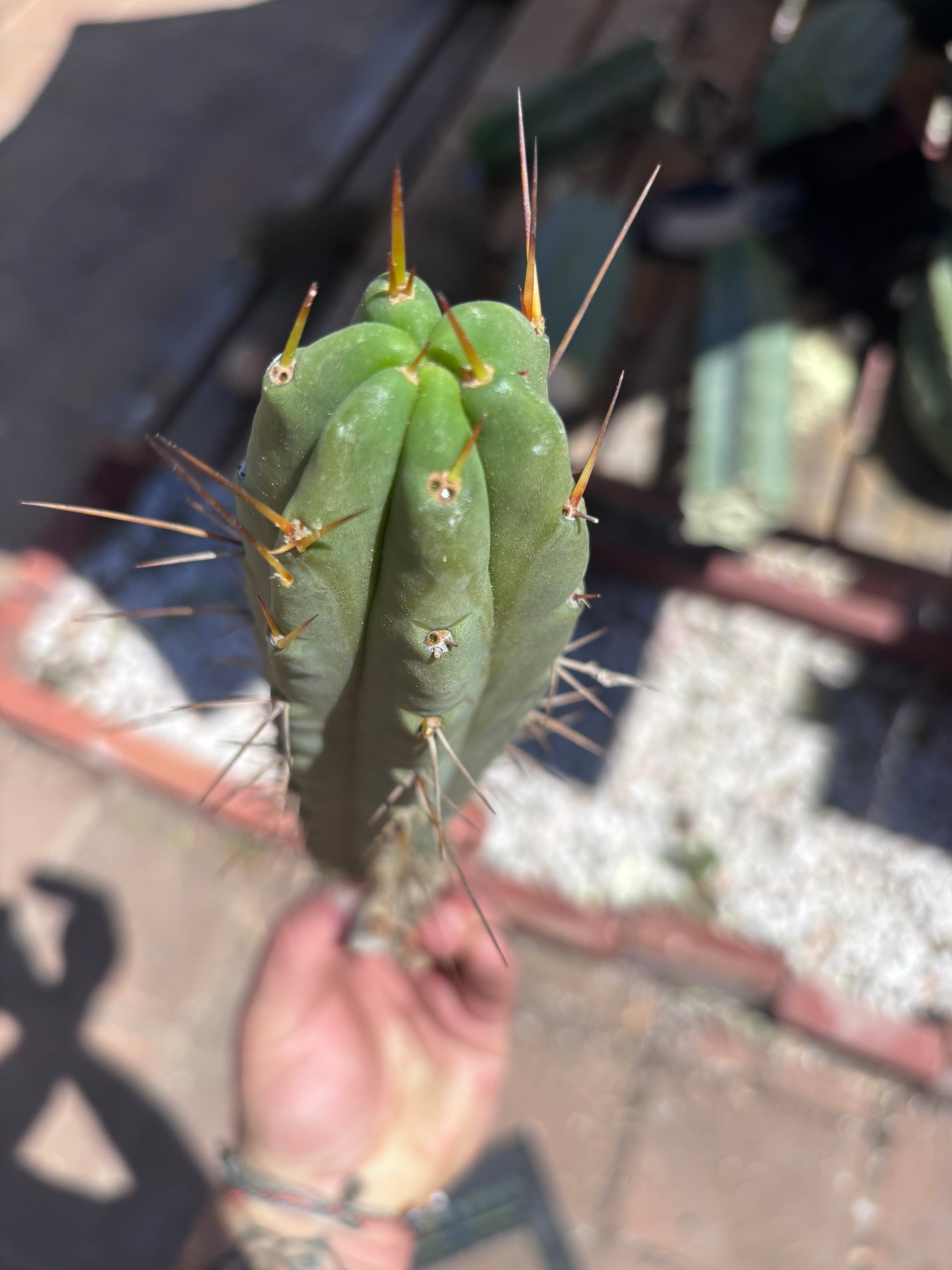 👑🌶️🌶️ Dulzura — 10” Pup