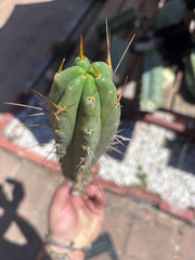 👑🌶️🌶️ Dulzura — 10” Pup