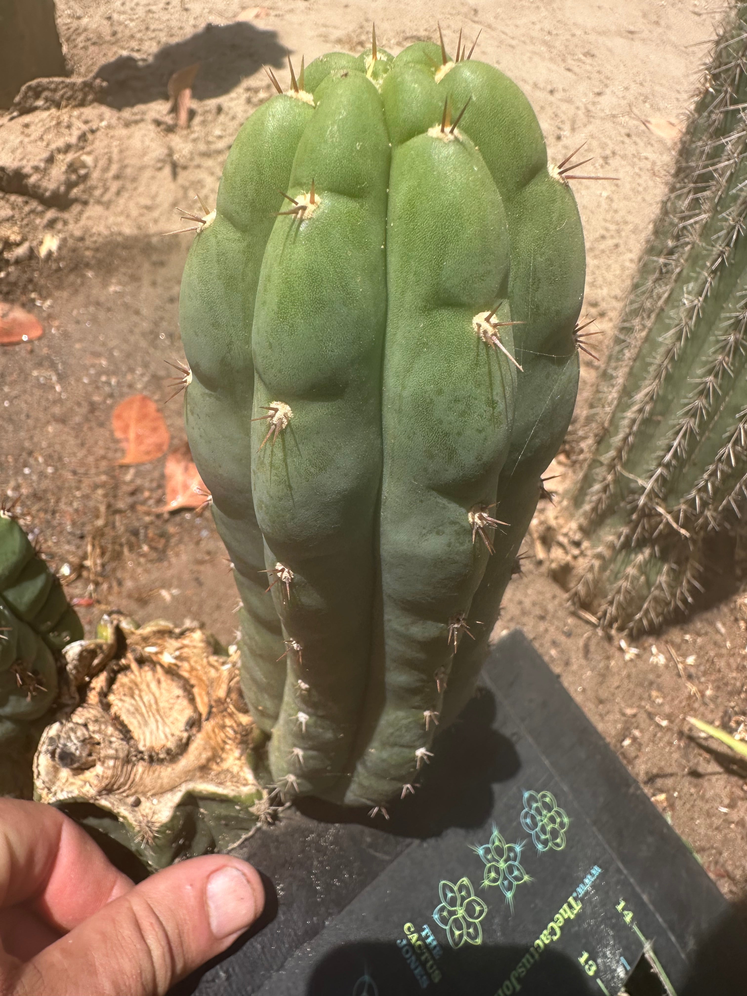 👑🌶️ Blue Ecuador— 8” Pup