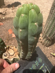 👑🌶️ Blue Ecuador— 8” Pup