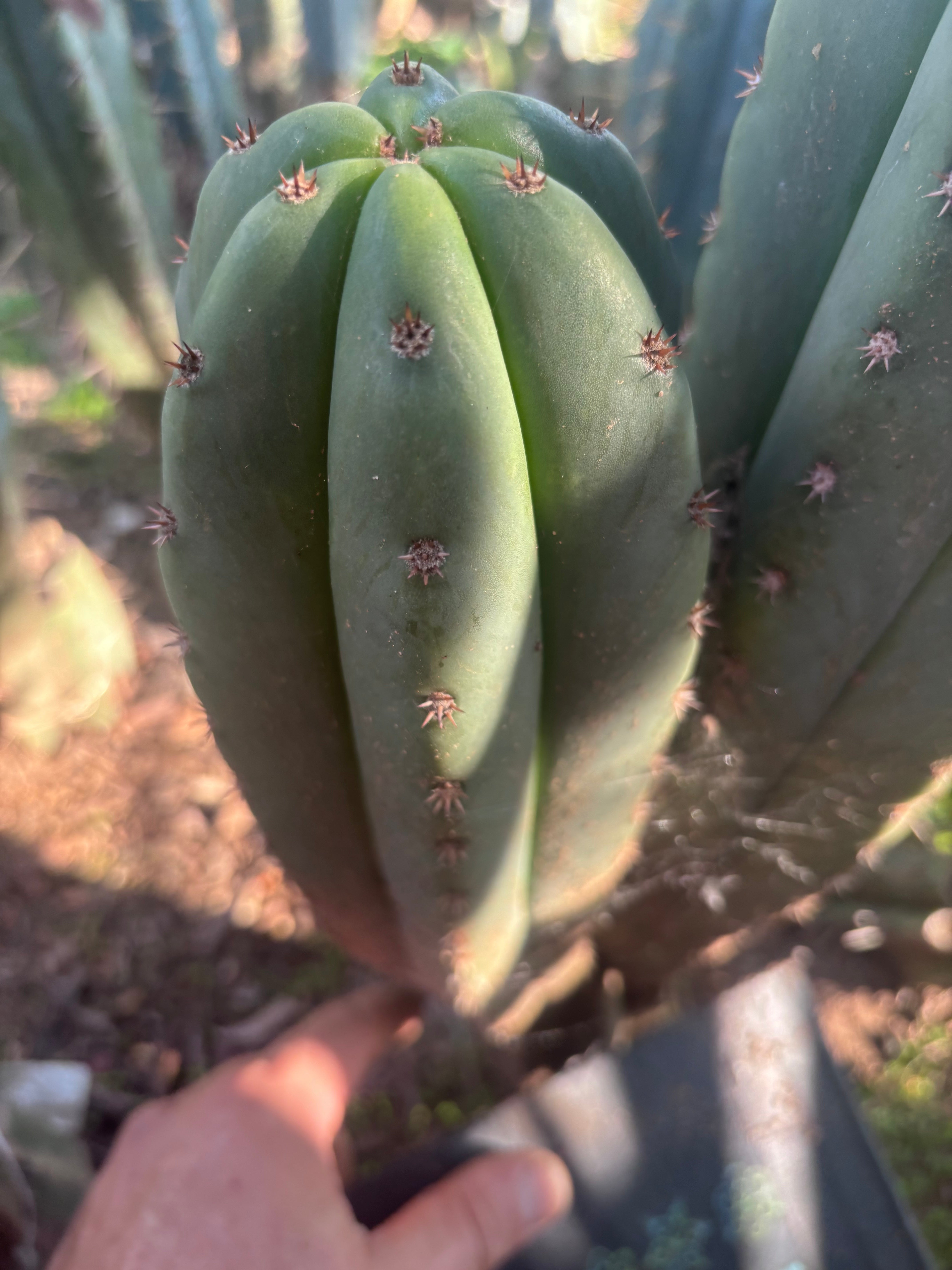 Dr. G x Sharxx  — 11” Pup