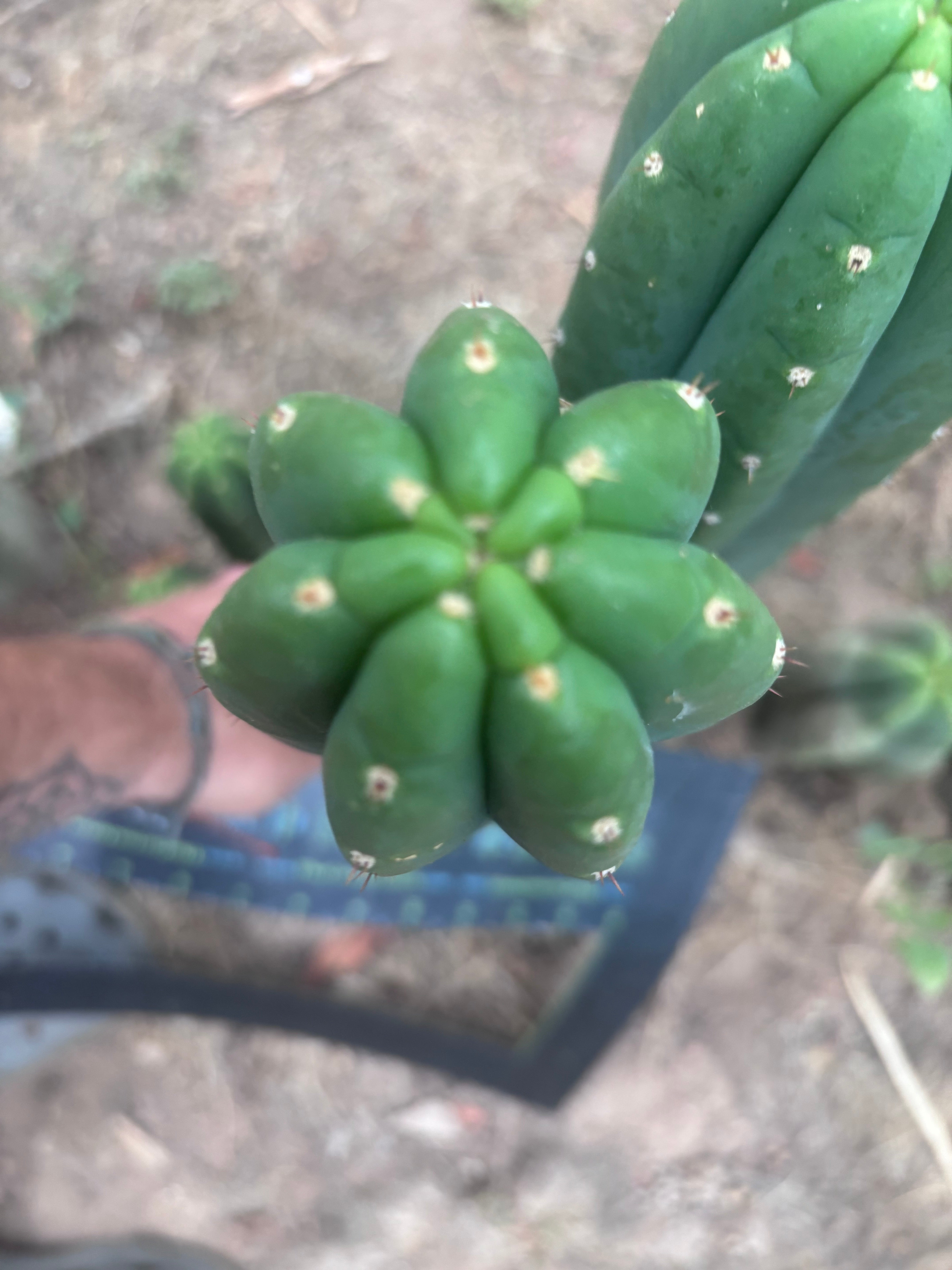 👑🌶️ Hugh — XL 14” Tip
