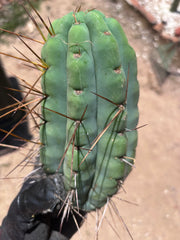 🌶️🌶️⚠️ E.R. — Beefy 9” Pup