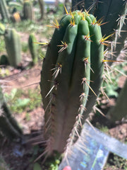 👑🌶️ Zalidus — XL 14” Pup