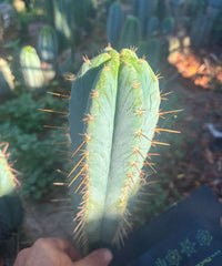 💎👑 Argentinensis “Coopers Clone” — 10” Tip