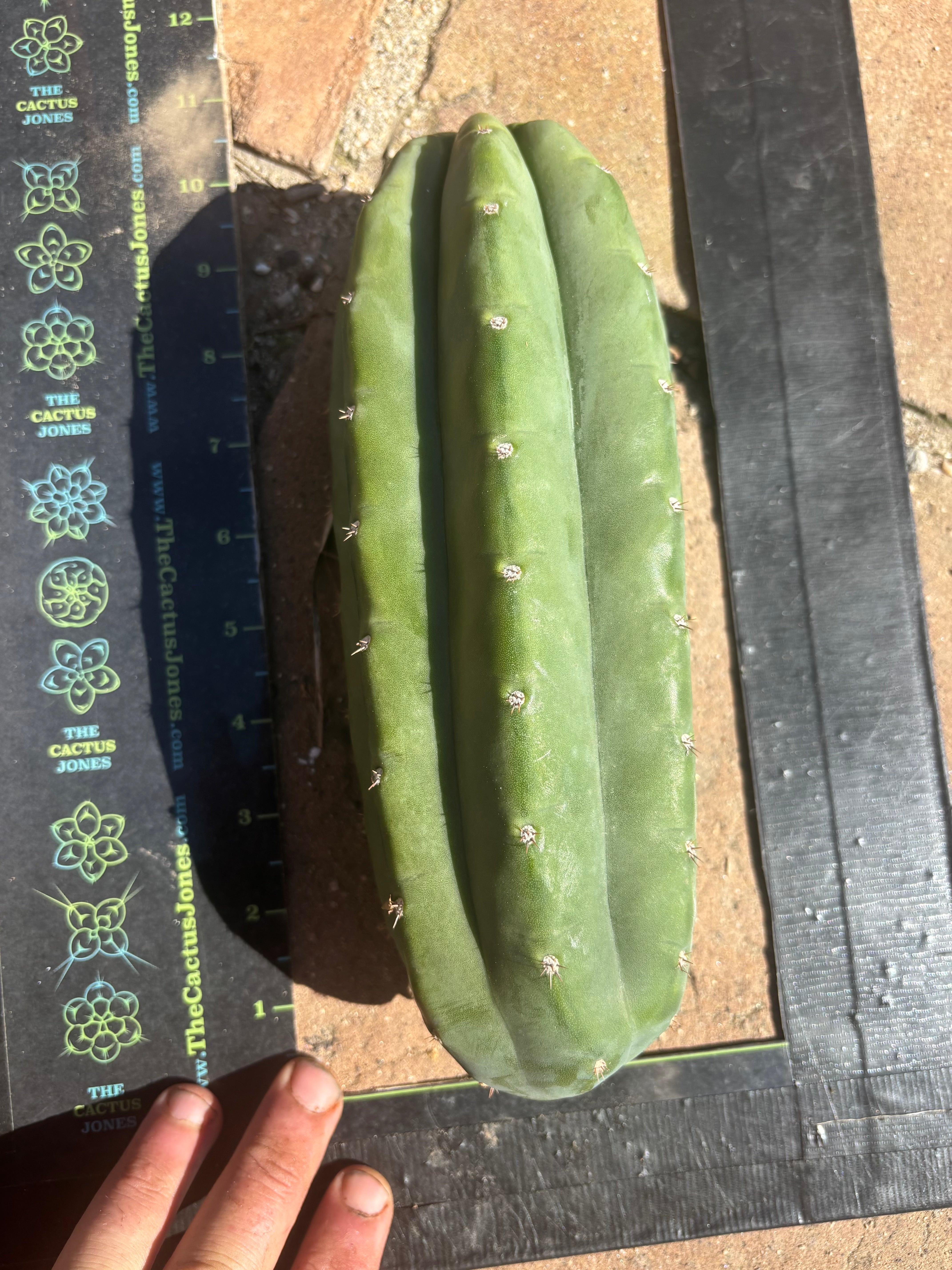 💎👑🌶️ Pierre — Chonky 10” Pup
