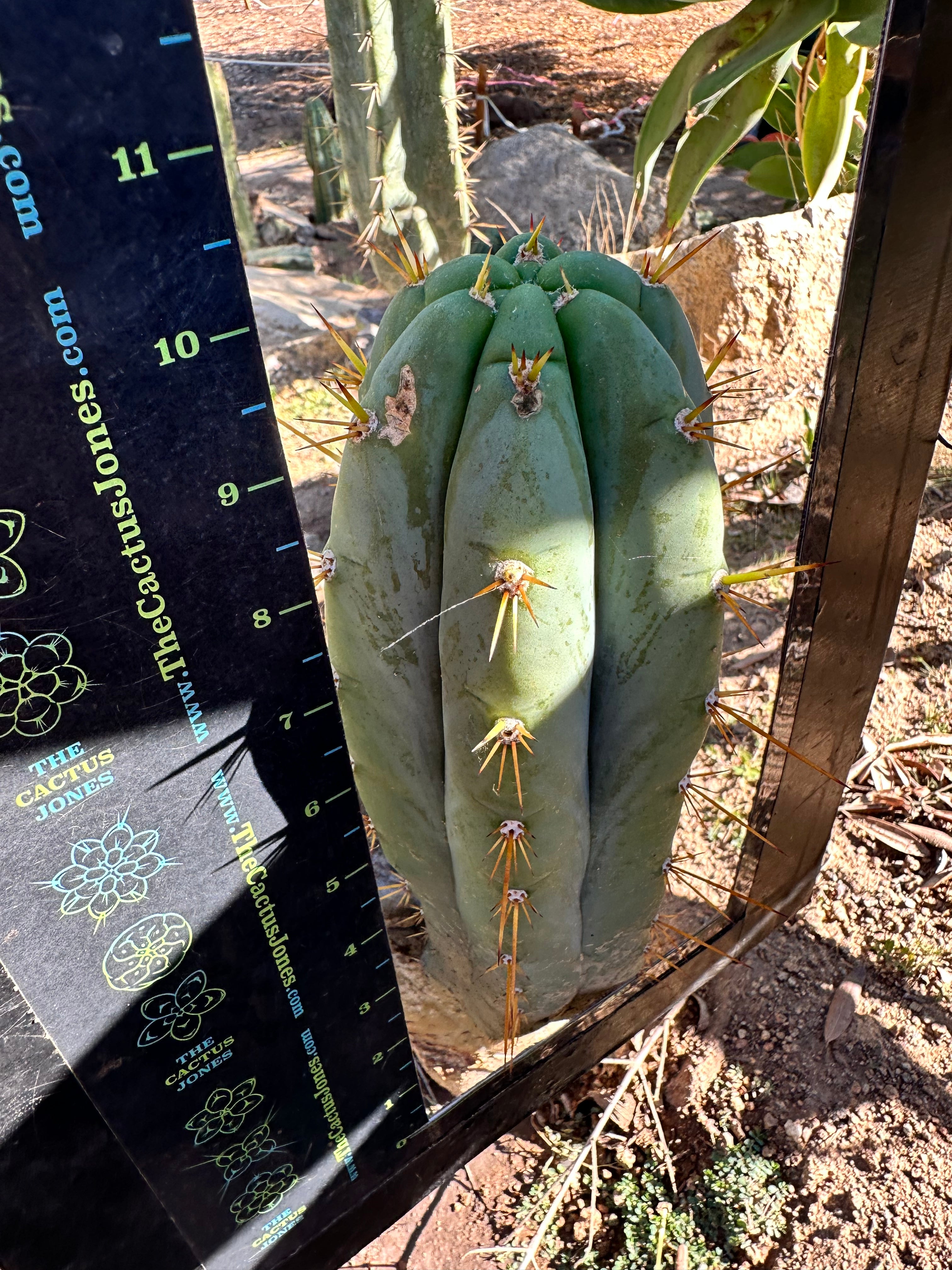 👑 Lotusland Huanu — FAT 10” Pup